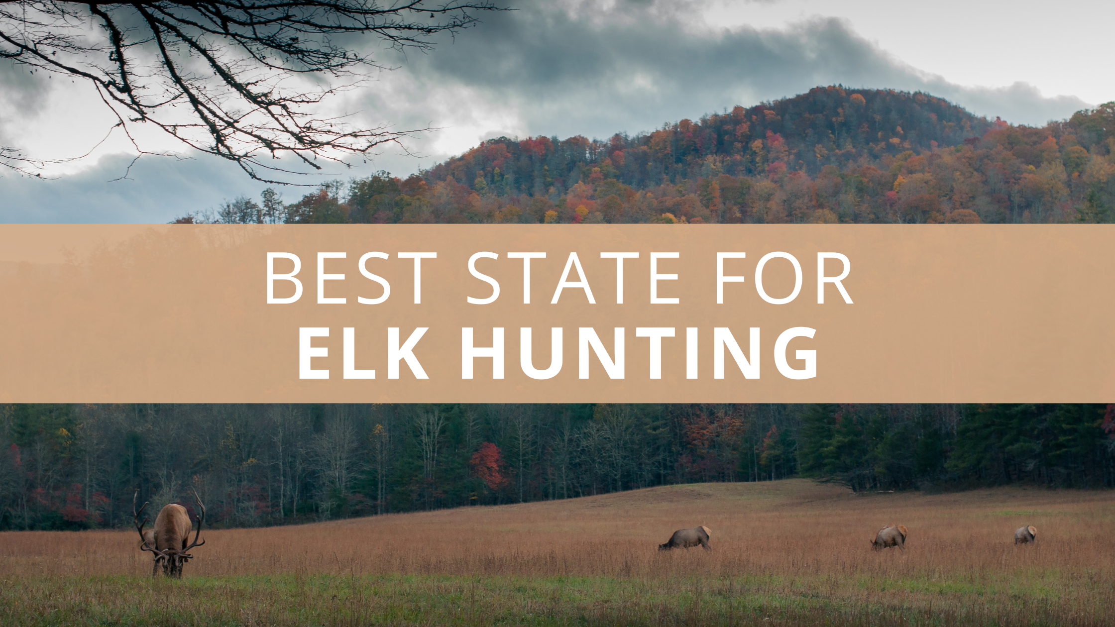What Is the Best State for Elk Hunting?